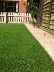 Permanently green lawn