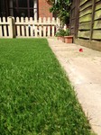 Fake grass that looks natural and real