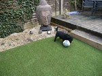 Dog and animal friendly