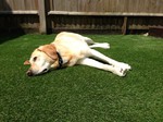 Dog friendly fake grass in Hampshire